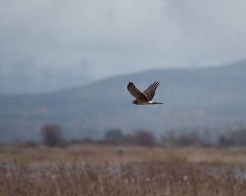 Close-up of eagle flying against sky