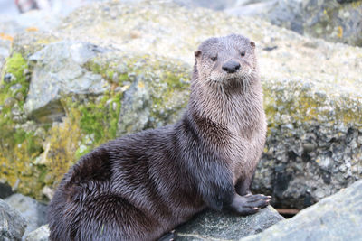 Close-up portrait of an animal