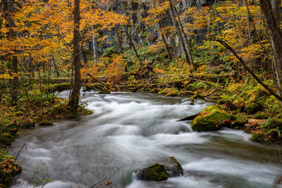 Stream flowing through rocks in forest