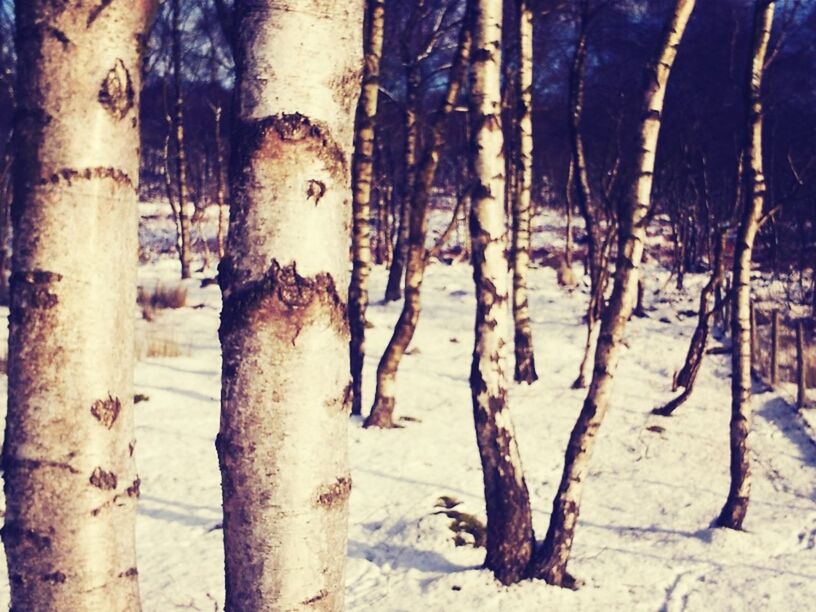 animal themes, tree trunk, tree, winter, snow, cold temperature, mammal, one animal, day, outdoors, nature, domestic animals, wildlife, bare tree, no people, animals in the wild, branch, wood - material, sunlight, shadow