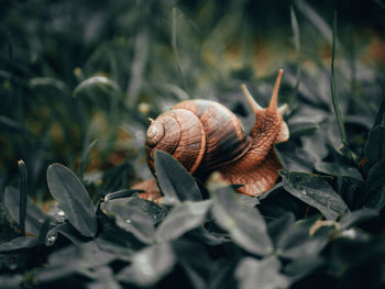 Close-up of snail on leaves