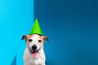 Portrait of dog against blue background