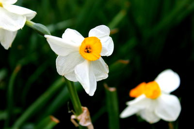 Close-up of flower blooming outdoors