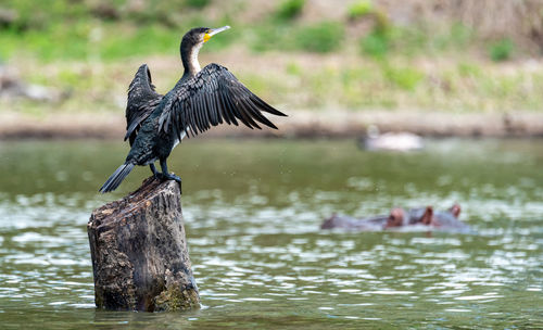 Bird perching on wooden post in lake