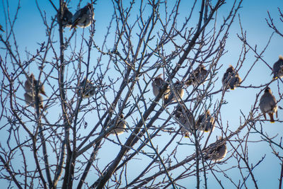 Low angle view of bird perching on bare tree