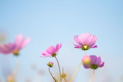 Close-up of pink cosmos flowers against clear sky