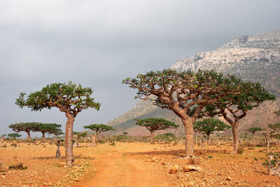 Trees on field against sky