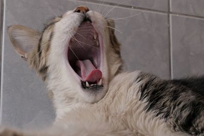 Close-up of cat yawning