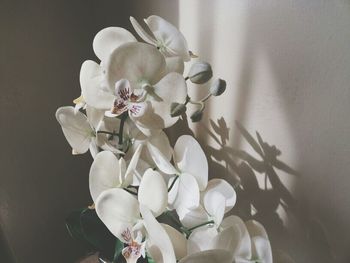 Close-up of flowers