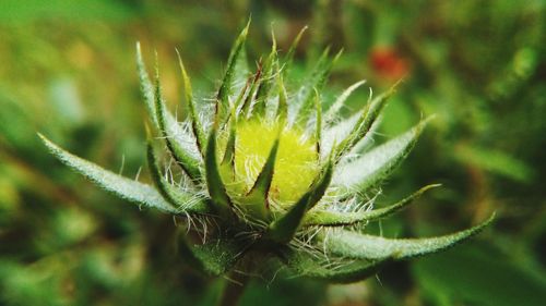 Close-up of fresh plant