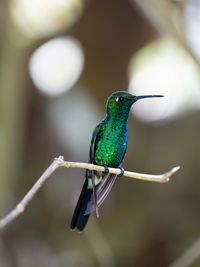 Close-up of bird perching on branch