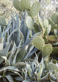 Close-up of prickly pear cactus