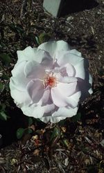 Close-up of white rose