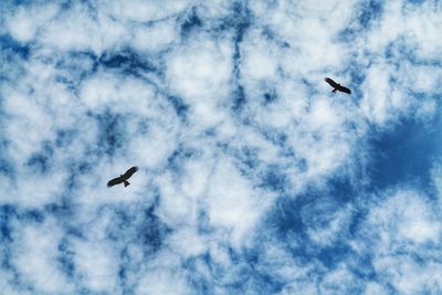 Low angle view of eagles flying in cloudy sky