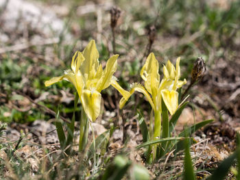 Close-up of yellow crocus blooming on field