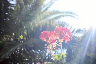 Close-up of red flowers