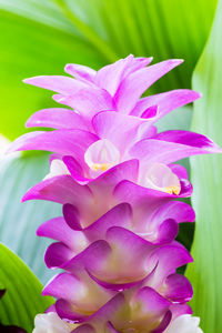 Close-up of pink flowering plant