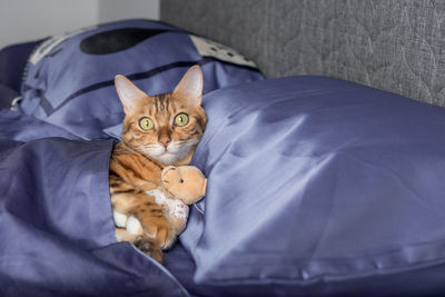 A cute domestic cat hugs a teddy bear in bed.