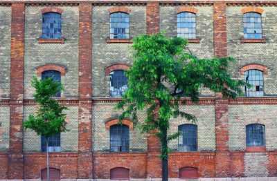 Ivy growing in front of building