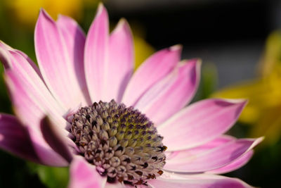 Close-up of pink flower