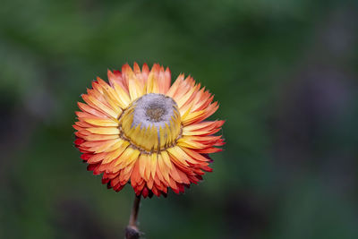 Close up of an orange colored strawflower in bloom