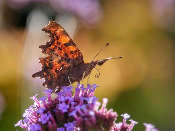 Close-up of comma butterfly on purple flower