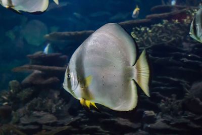 Fish swimming in sea