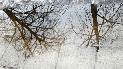 Close-up of bare trees during winter