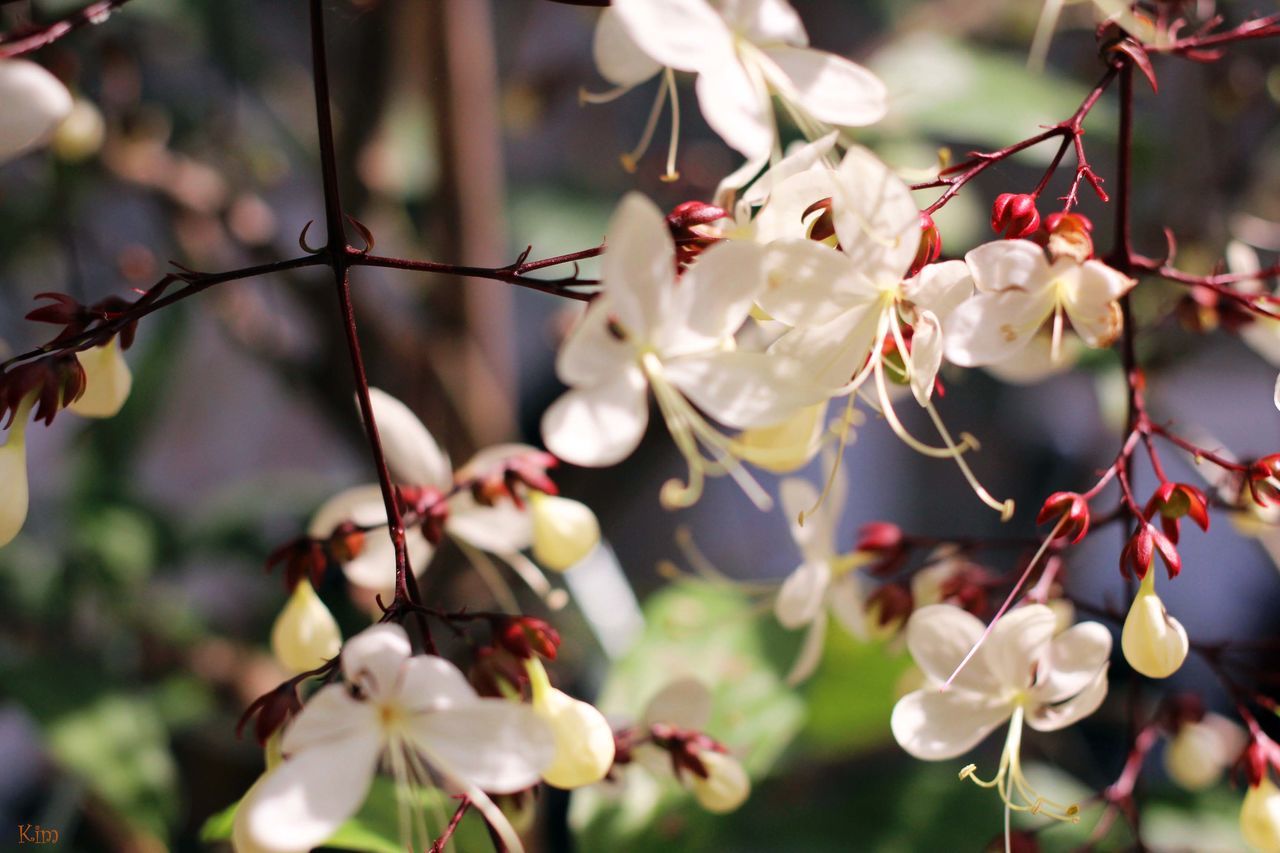 flower, freshness, growth, focus on foreground, branch, fragility, petal, beauty in nature, close-up, nature, twig, tree, white color, cherry blossom, bud, blossom, cherry tree, blooming, flower head, fruit tree