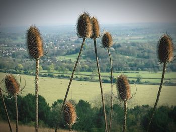 Close-up of thistle on field against sky