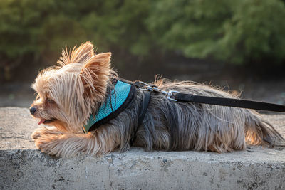 Close-up of dog