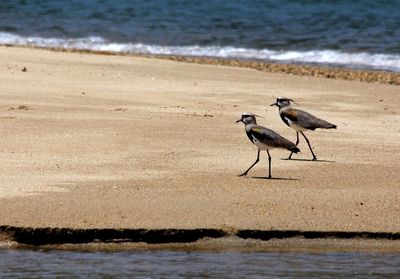 Birds at sandy beach