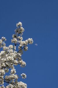 Low angle view of cherry blossom tree