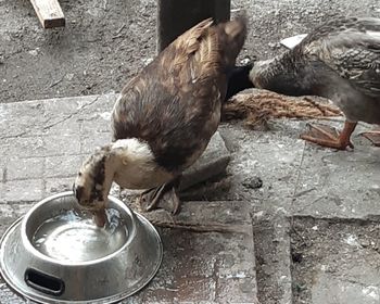 High angle view of birds feeding