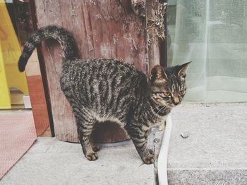 Portrait of cat sitting by water