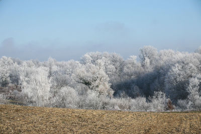 Trees on field against sky during winter