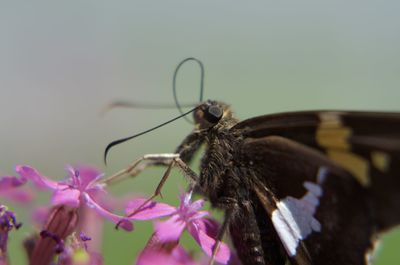 Close-up of butterfly pollinating flower