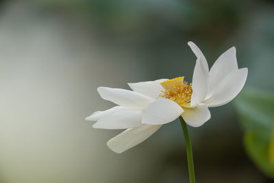 Close-up of white flowering plant