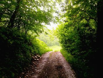Road passing through forest