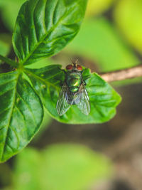 Close-up of insect on plant