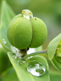 Close-up of green fruits on tree