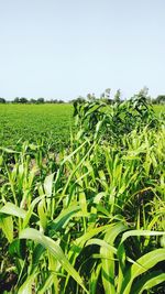 Crops growing on field against clear sky