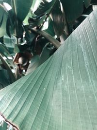 Close-up of fresh green leaves on plant