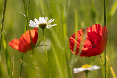 Close-up of red poppy flowers growing on field