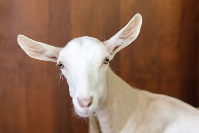 Close-up portrait of goat