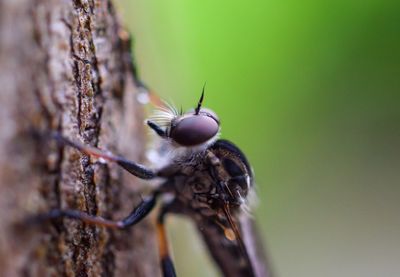 Close-up of insect