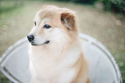 Close-up of dog looking away