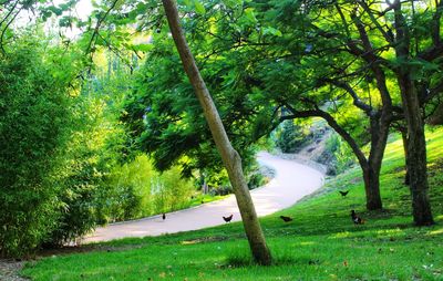 Trees in forest