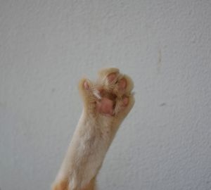 Close-up of a cat looking away