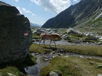 View of a horse on landscape against mountain range